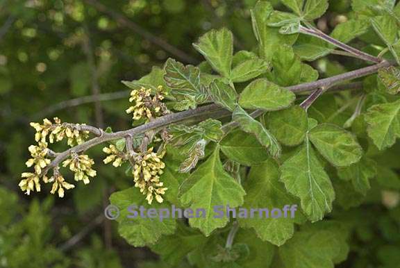 rhus aromatica 1 graphic